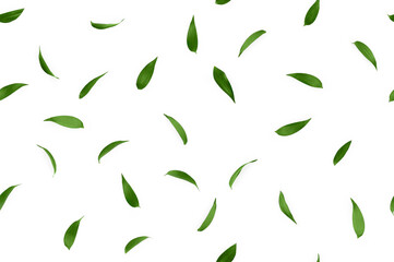 Flowers composition. Pattern made of green leafs, isolated flat lay, top view, seamless pattern