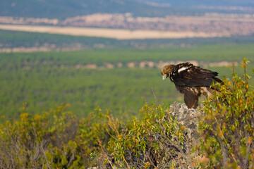 SPANISH IMPERIAL EAGLE - AGUILA IMPERIAL  IBERICA (Aquila adalberti)