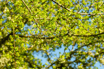Hawthorn green foliage
