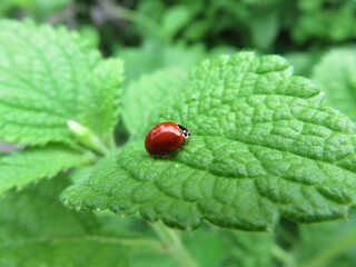 ladybug on green leaf