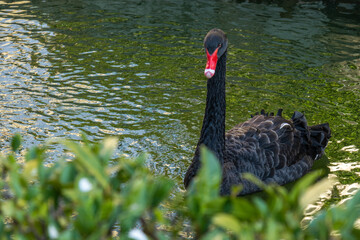 Obraz premium beautiful wild, rare bird, black swan swimming in a pond
