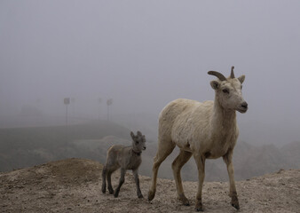 Naklejka premium sheep in the mountains