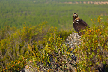 SPANISH IMPEERIAL EAGLE - AGUILA IMPERIAL  IBERICA (Aquila adalberti)