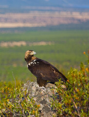 SPANISH IMPEERIAL EAGLE - AGUILA IMPERIAL  IBERICA (Aquila adalberti)