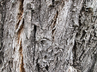 The bark of an old oak tree. Background from a large tree. Texture with a strong natural coating structure.