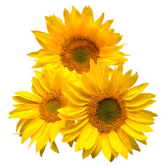 Flower bouquet sunflowers isolated on white background. The seeds and oil. Floral arrangement. Picturesque and conceptual scene. Flat lay, top view