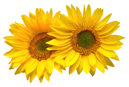 Sunflowers bouquet isolated on white background. Sun symbol. Flowers yellow, agriculture. Seeds and oil. Flat lay, top view. Bio. Eco. Creative