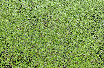 Natural green texture. Lemna perpusilla Torrey. Texture from Common Duckweed