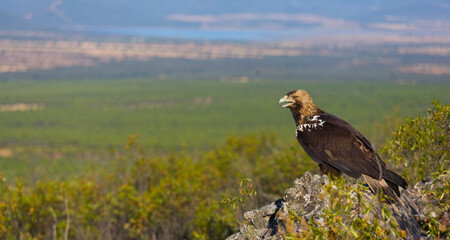 SPANISH IMPEERIAL EAGLE - AGUILA IMPERIAL  IBERICA (Aquila adalberti)