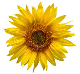 Sunflower head isolated on white background. Sun symbol. Flowers yellow, agriculture. Seeds and oil. Flat lay, top view. Bio. Eco. Creative