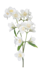Fototapeta na wymiar isolated fine jasmin branch with white blooms