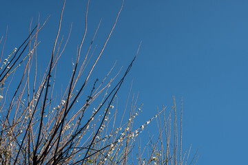 Blossoming branches of tree and blue sky.