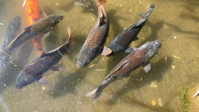 Pez koi en estanque estilo japones /  Koi fish in japanese style pond
