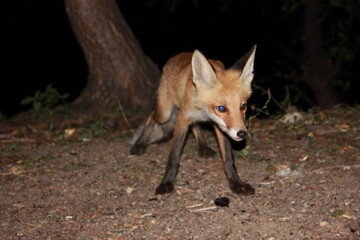 red fox in the wild