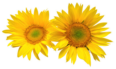 Naklejka premium Sunflowers bouquet isolated on white background. Sun symbol. Flowers yellow, agriculture. Seeds and oil. Flat lay, top view. Bio. Eco. Creative