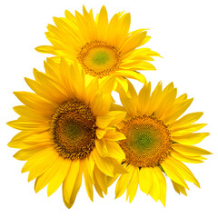 Flower bouquet sunflowers isolated on white background. The seeds and oil. Floral arrangement. Picturesque and conceptual scene. Flat lay, top view