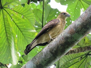 yellow-headed caracara in a tree in Costa Rica
