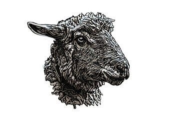 sheep head illustration - 410224540