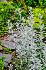 Silver wormwood or sagebrush Artemisia ludoviciana Silver Queen - ornamental scented plant with silver colored leaves for garden landscaping. Decorative plant in landscape design