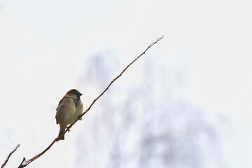 Oiseau