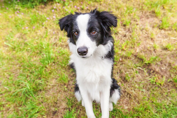 Outdoor portrait of cute smiling puppy border collie sitting on grass flower background. New lovely member of family little dog gazing and waiting for reward. Pet care and funny animals life concept.