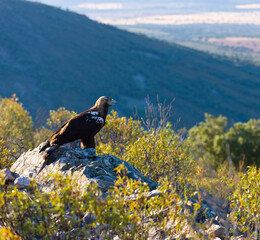 IMPERIAL EAGLE, AGUILA IMPERIAL  IBERICA, Aquila adalberti