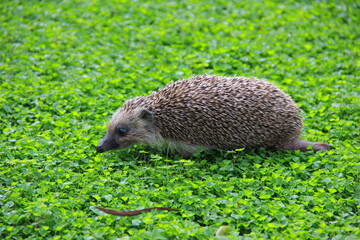 hedgehog in the grass