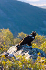 IMPERIAL EAGLE, AGUILA IMPERIAL  IBERICA, Aquila adalberti