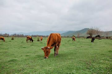 cows grazing in a meadow