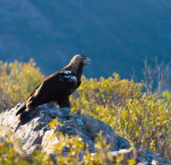 IMPERIAL EAGLE, AGUILA IMPERIAL  IBERICA, Aquila adalberti