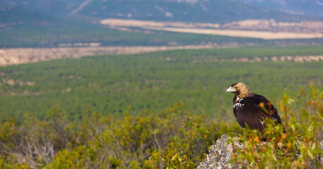 IMPERIAL EAGLE, AGUILA IMPERIAL  IBERICA, Aquila adalberti