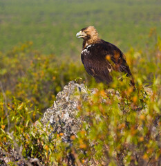 IMPERIAL EAGLE, AGUILA IMPERIAL  IBERICA, Aquila adalberti