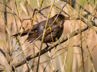 Blackbird female perching on the branch on blurred background