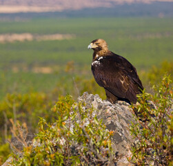Fototapeta premium IMPERIAL EAGLE, AGUILA IMPERIAL IBERICA, Aquila adalberti