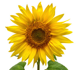 Fototapeta premium Flower of sunflower head isolated on white background. Seeds and oil. Flat lay, top view
