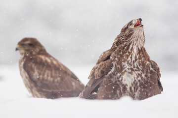 Common buzzard (Buteo buteo) in the fields in winter snow, buzzards in natural habitat, hawk bird on the ground, predatory bird close up winter bird