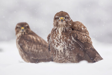 Common buzzard (Buteo buteo) in the fields in winter snow, buzzards in natural habitat, hawk bird...