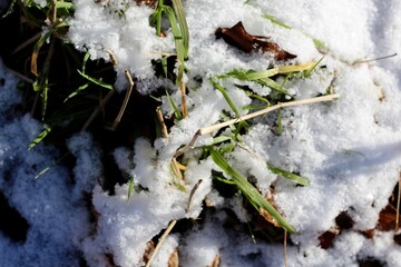A close view of the snow in the grass surface.