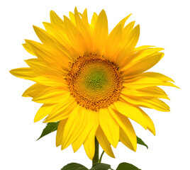 Flower of sunflower head isolated on white background. Seeds and oil. Flat lay, top view