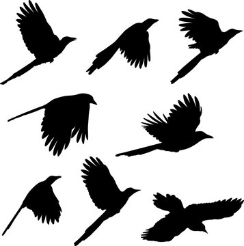 magpie , birds silhouettes