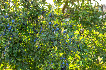 Prunus spinosa, called blackthorn or sloe. Blue berries of blackthorn ripen on bushes selective focus. Fresh blackthorn berries with twig, branch and leaves. Autumn wild fruit harvest.Close up of sloe