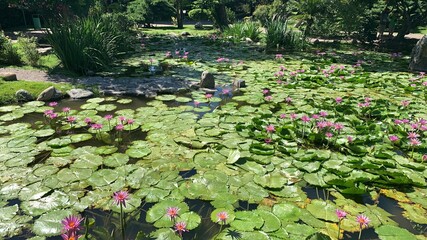 Estanque estilo japones / Japanese style pond
