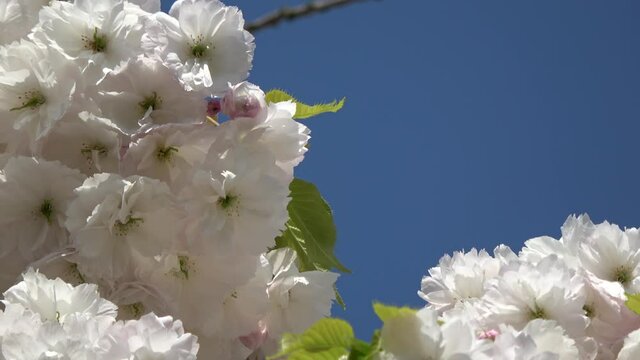 Close up view of blossoms are the flowers of stone fruit trees genus Prunus in this case peach blossom provide pollen to pollinators such as bees and initiate cross-pollination typical spring scene
