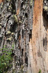 Texture