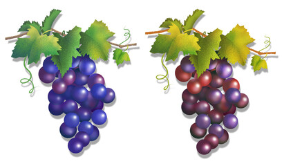 Red and Purple Grapes on the Vine - 410227105