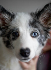 Different eye color dog puppy looking at the camera