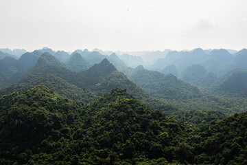 Fototapeta premium Forêt tropical