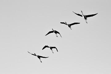 birds in flight