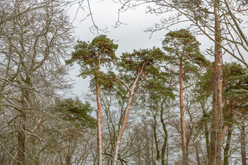 Perennial tree with frozen bark and branches in a winter city park