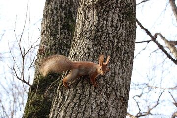 a squirrel looks at the camera from a tree